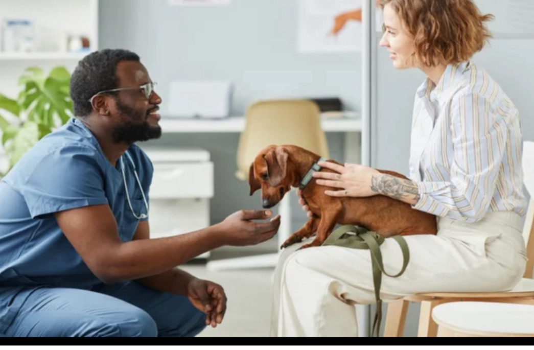 Veterinary simulation training